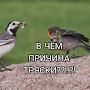 @odd_bird