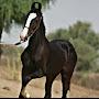 @amansingh3028
