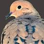 @MourningDove-bn4dk