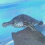 @juniortortuga0251
