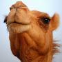 @Camel76