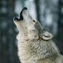 @CristianWolf-t17