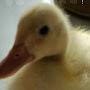 @duck덕