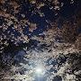 @cherry_blossom_Ou