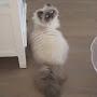 @lovemypersiankittens