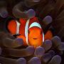 @fish-is-dying