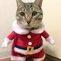 @Minidoracat