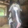 @Your_localequestrian27