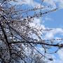 @meltempolat4059