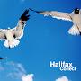 @HalifaxCollect