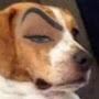 @haamsandwich
