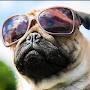 @Idlepug