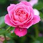 @yasminfaustino1654