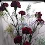 @esmeraldamorales2666