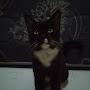@BukuHarianKucing