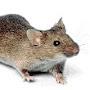 @mousegaming123
