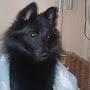 @schipperkeandcats3469