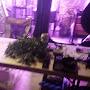 @Aerogrow