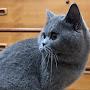 @CUTESTKITSANDCATS