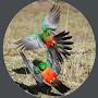 @DeesBackyardBirds