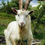 @goatsahoy