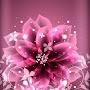 @shaifamujawar7539