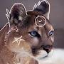 @couger.paws.therian