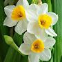 @زهرةالنرجس-ف7ح6ظ