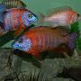 @africancichlids3011