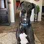 @BoiseGreatDane