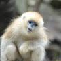 @monkeyseemonkeydo2597