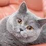 @Phuclam2016tv