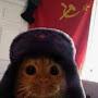 @Кот_2.0