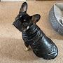 @Bugsy_the_frenchie