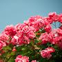 @belalhossain1277