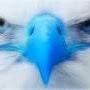 @eagleblueeyes1877