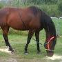 @luvastandardbred8270