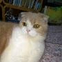 @毒舌猫-f2d