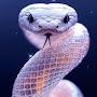 @ta_eshyo_snake