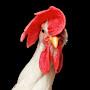 @roostercubed