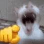@cheesecat16