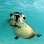 @Seal1112