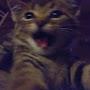 @meooew