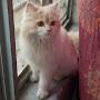 @merigoribilli564