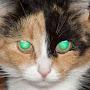@NineLives-q6x