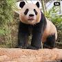 @maing99