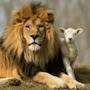 @LionBearer