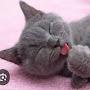 @KittyCat027