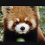 @red-panda.