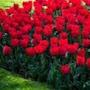 @asgharpanahirad29